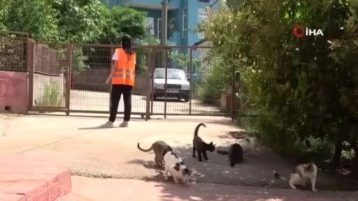 Bursa'da sokakta bulduğu sakat kedilere annelik yapıyor