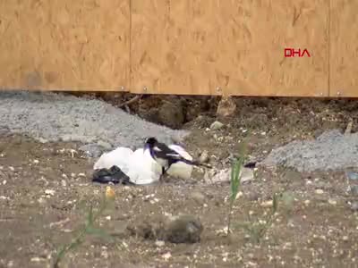 Batı Nil virüsü endişesi! Ölü kuşlara dokunanlar dikkat