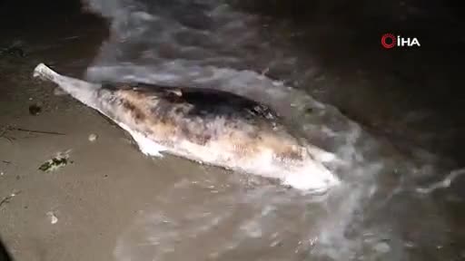 Bursa'da ağlara takılan balığı ceset zannettiler