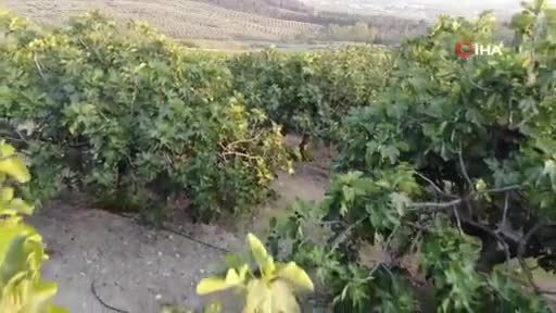 Dünyada sadece Bursa'nın 40 köyünde yetişen siyah incirin yolculuğu başladı