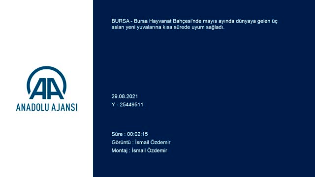 Bursa Hayvanat Bahçesi'nde dünyaya gelen aslanlar yeni yuvalarına alıştı