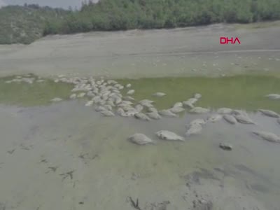 Bursa'da göletteki su çekilince balıklar öldü
