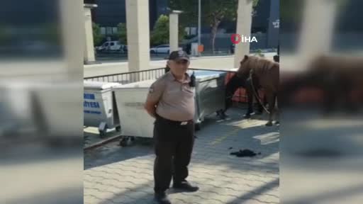 Bursa'da yollardaki başıboş atlar yakalandı