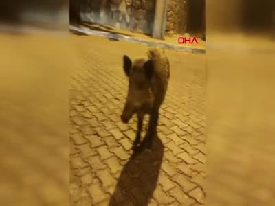 Videoya aldığı domuza 'birader ne var ne yok' diye seslendi