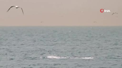 Amatör fotoğrafçının gözünden İstanbul'un yunusları