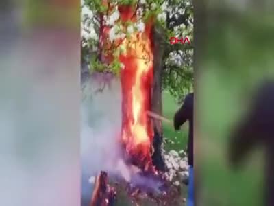 Tokat'ta yıldırım isabet eden armut ağacı cayır cayır yandı