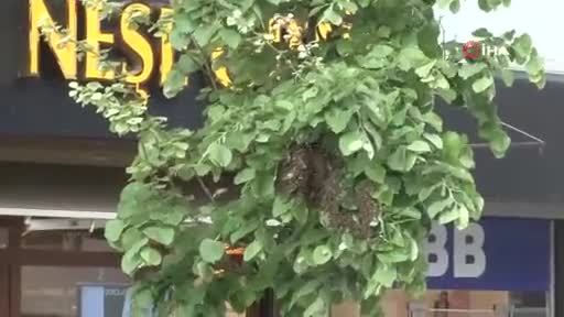 Arılar sokağı istila etti, vatandaş kaçacak yer aradı