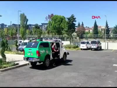 Sokak kedisini öldüren pitbullun sahibine 14 bin 982 lira ceza