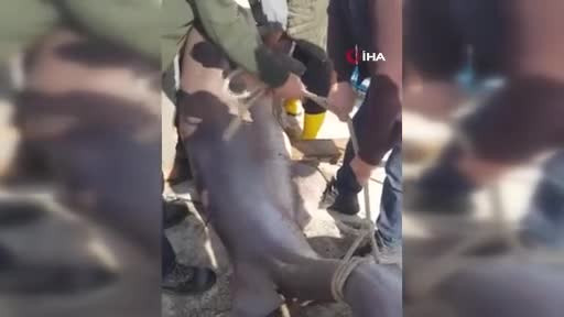 Gemlik körfezinde balıkçıların ağına 1 tonluk 3.5 metre boyunda köpekbalığı takıldı
