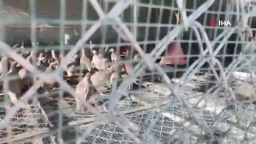 Kahramanmaraş'ta 10 bin kınalı keklik üretildi: Adaptasyonunun ardından doğaya salınacaklar