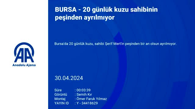 Bursa'da 20 günlük kuzu sahibinin peşinden ayrılmıyor