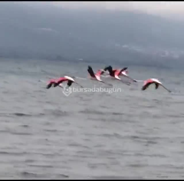 Göç yolundaki flamingolar İznik Gölü'nde mola verdi