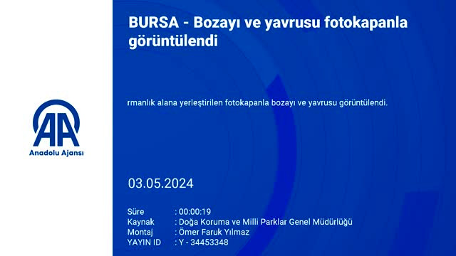 Bursa'da bozayı ve yavrusu fotokapana yakalandı