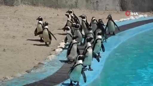 Bursa Hayvanat Bahçesi'nde penguen ailesine 2 yeni üye