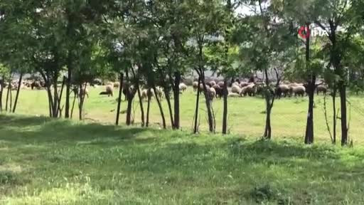 Elazığ'da husumetli şahıslar arasında silahlı ve sopalı kavga