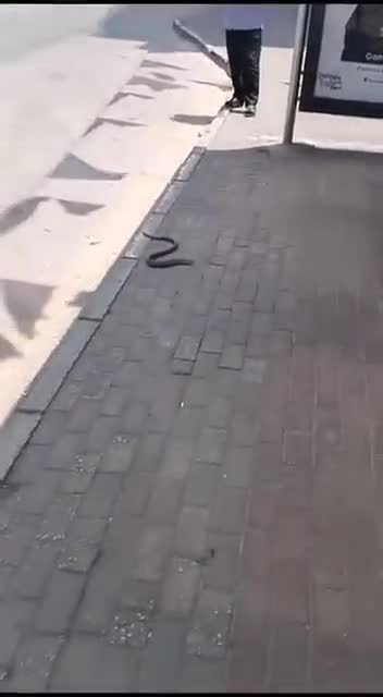 Bursa'da oluklu kertenkele görüldü