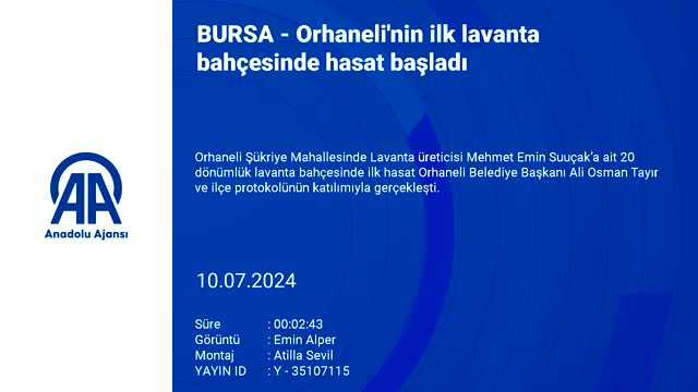 Bursa Orhaneli'de ilk lavanta hasatı başladı