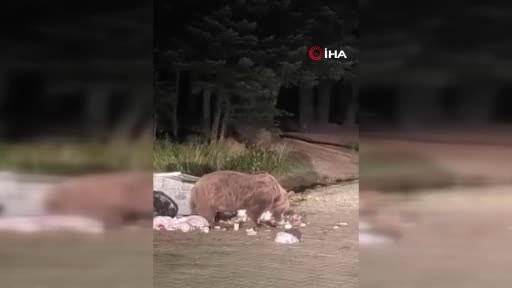 Uludağ'da yemek yiyen ayıya şarkı söyledi