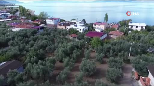 Bursa'da bin 700 yıllık zeytin ağaçları hala ürün veriyor