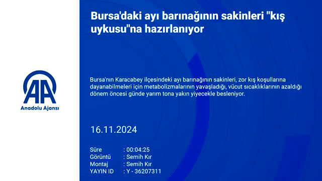 Bursa'daki ayı barınağının sakinleri kış uykusu"na hazırlanıyor