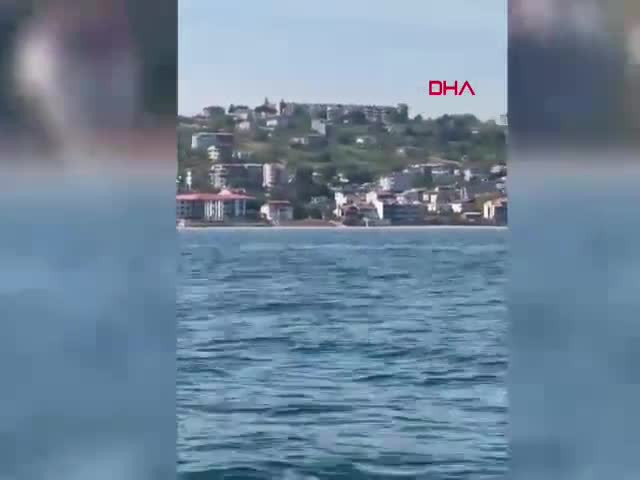 Tekirdağ açıklarında yunuslar görüntülendi
