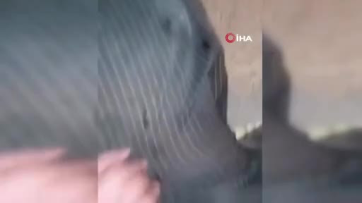 Bu nasıl zalimlik? Dövdü, bıçakladı, videoya çekti
