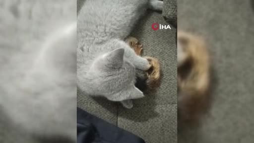 Bursa'da ormanda buldu: Böyle bir şey hiç görmedi! Bırakmak istedi ama...