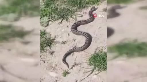 Bursa'da zehirli yılan alarmı! Tek bir ısırığı ölüme götürüyor...