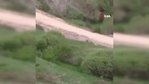 Ayı saldırısından köpekler sayesinde kurtuldu