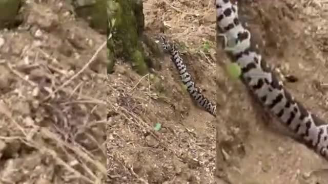 Bursa'da yılana tıslayan adam! "Dayı sen niye tıslıyon?"
