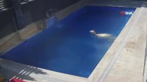Kurbanlık koç can havliyle atladı! O anlar kamera...