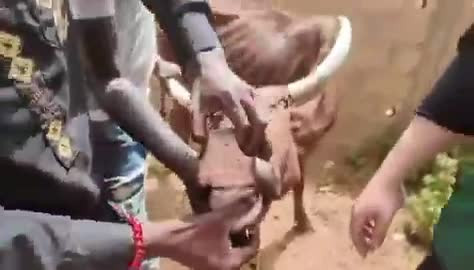 Görenler gözlerine inanamadı! "Besili" diye kurban için onay verdikleri hayvana bakın