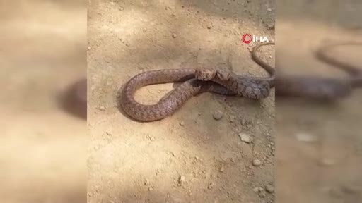 Yılanın kameraya saldırdığı anlar saniye saniye kaydedildi