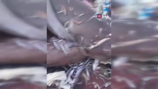 Bu kez 8 köpekbalığı ağlara takıldı