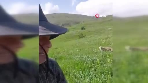 Mantar toplamaya çıktı, tilkiyle dost oldu