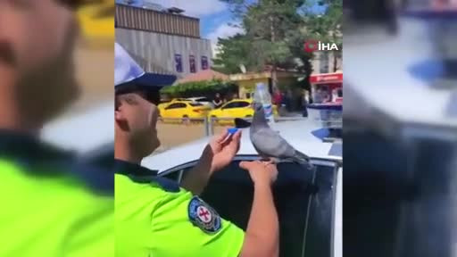 Güvercine su içiren trafik polisi merhametiyle yürekleri ısıttı
