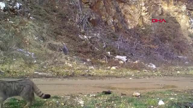 Ev kedilerinin atası Bursa'da görüntülendi!