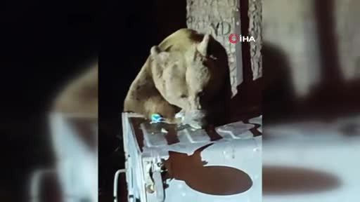 Uludağ'da aç kalan ayı çöplere dadandı