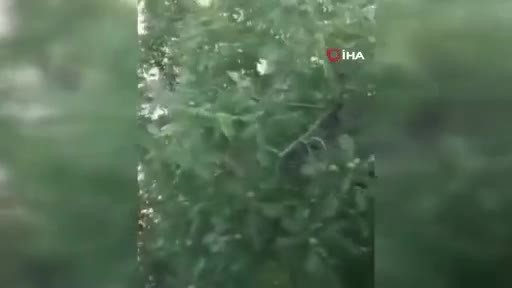 Bursa'da yürekleri ısıtan kurtarma Yavru karga ağaca sıkıştı, çaresizce bekledi