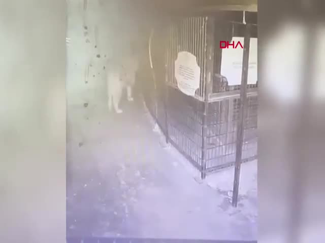 Aslan Zeus'un hayvanat bahçesinden kaçtığı anlar!