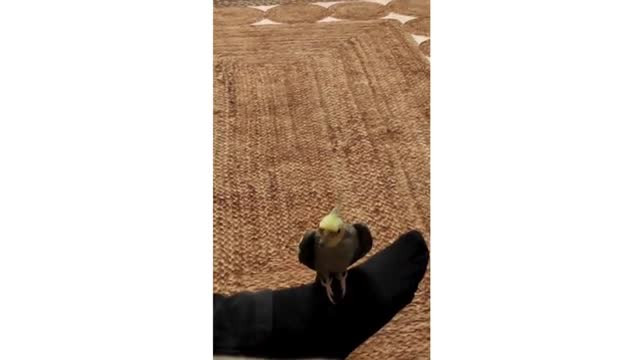 Bursa'da sahibi her yerde onu arıyor! Bu şarkıyı söyleyebiliyor...