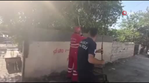 Evinin bahçesine yılan girdi