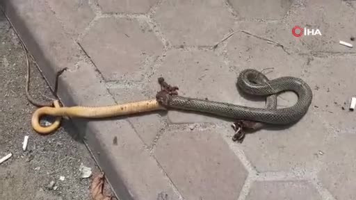 Bursa'da talihsiz adamı yılan ısırdı: Kendisi ve yılan hastaneye gitti!