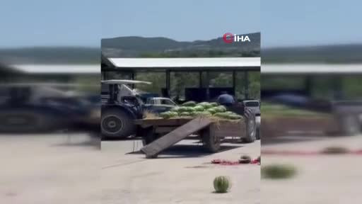 Çiftçi kendi kaybetti! Hepsini parçaladı...