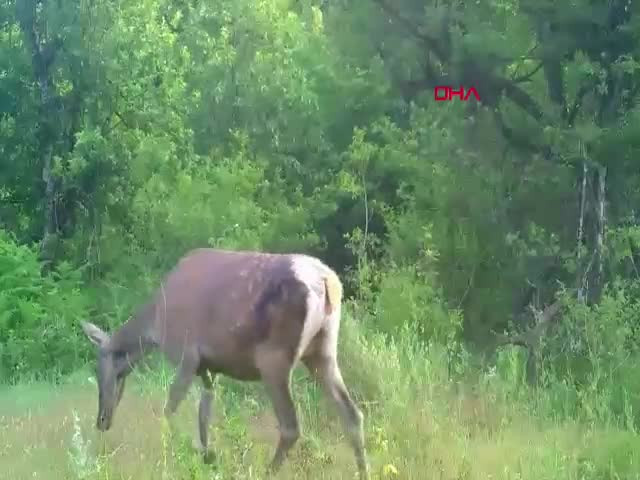 Bursa ormanlarında görüldü! Sakin adımlarla ilerledi
