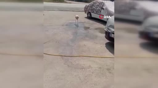 Bursa'da sıcaktan bunaldı! Bakın nasıl serinletti...