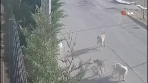 Bursa'da kadın sokak ortasında kabusu yaşadı