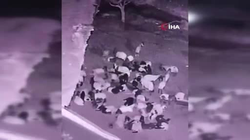 Ahıra giren kurt sürüye saldırdı! O anlar kameralara yansıdı...