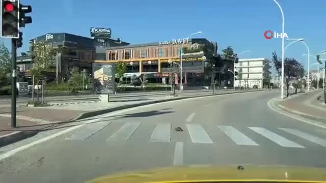 Kaplumbağa yaya geçidinden geçti, kurallara uymasıyla vatandaşlara örnek oldu