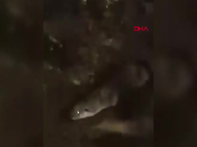 Nesli tükenme tehlikesiyle karşı karşıya! Bursa'da görüldü...